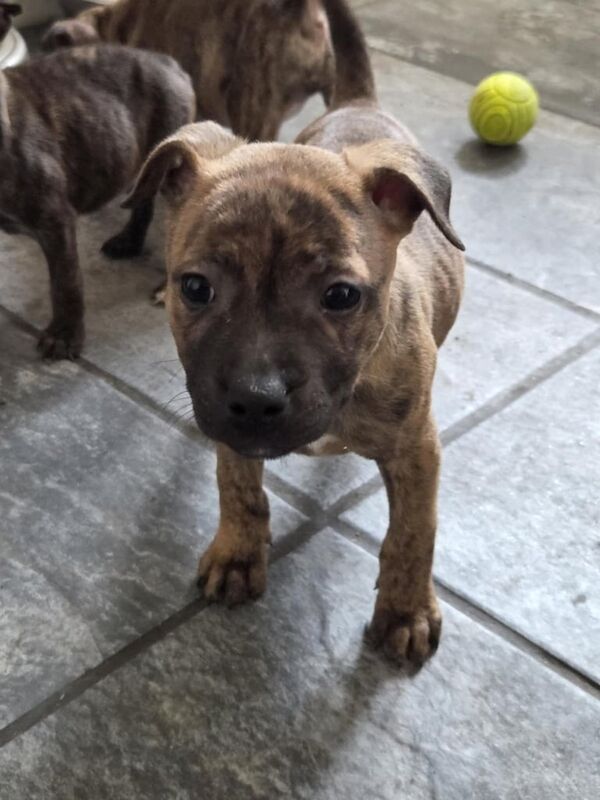 Puppy staffordshire bullterier for sale in Kingston upon Hull, East Riding of Yorkshire | Image 3