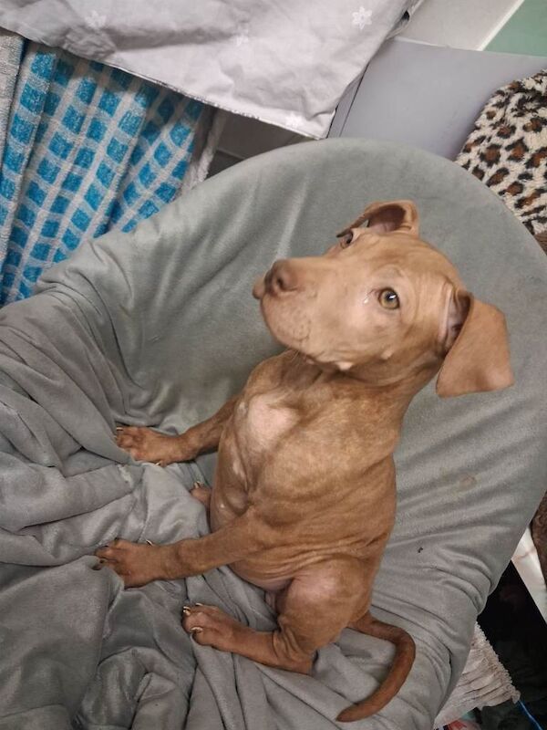 Puppy's staff x shar-pei - Image 2 of 4