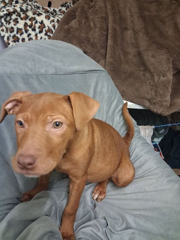 Puppy's staff x shar-pei - Image 3 of 4