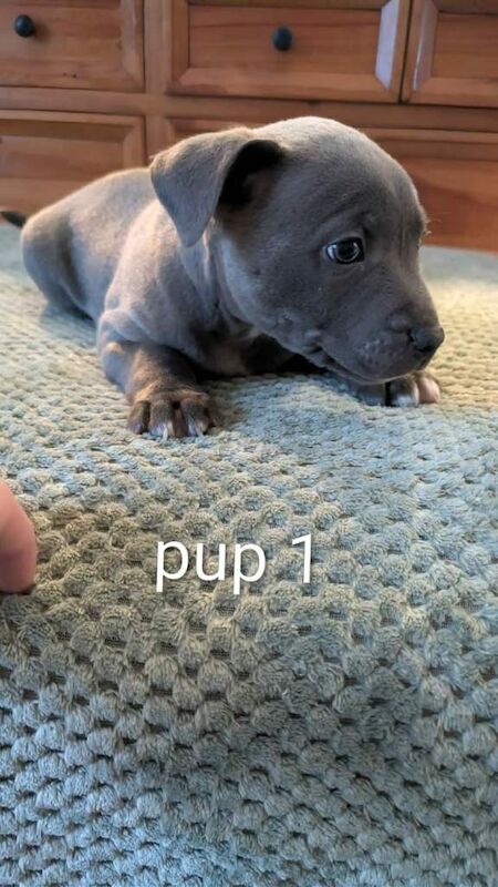Staffie Puppies For Sale