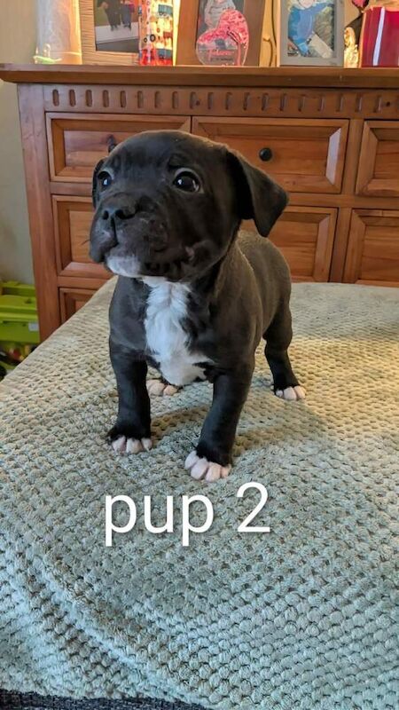 Staffordshire Bull Terrier puppies for sale in Craigavon, County Armagh – 11 weeks old - Image 2 of 6