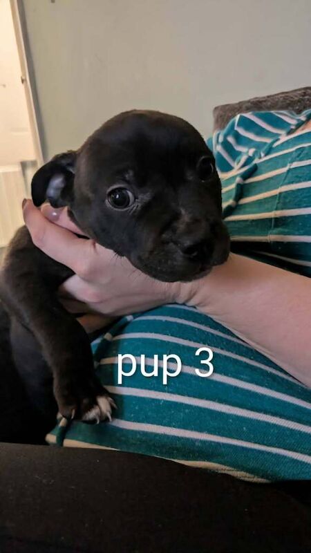Staffordshire Bull Terrier puppies for sale in Craigavon, County Armagh – 11 weeks old - Image 3 of 6
