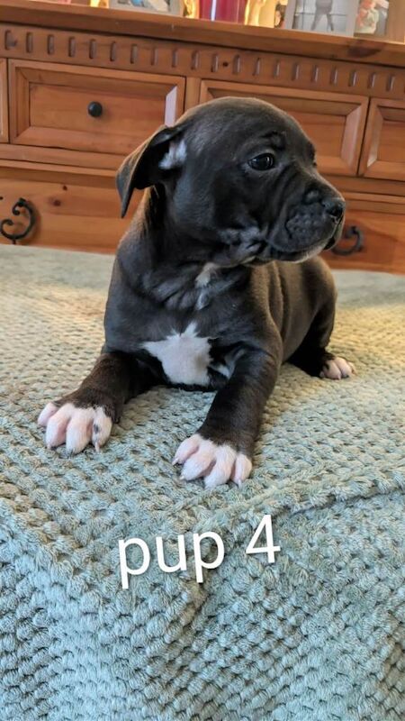 Staffordshire Bull Terrier puppies for sale in Craigavon, County Armagh – 11 weeks old - Image 4 of 6