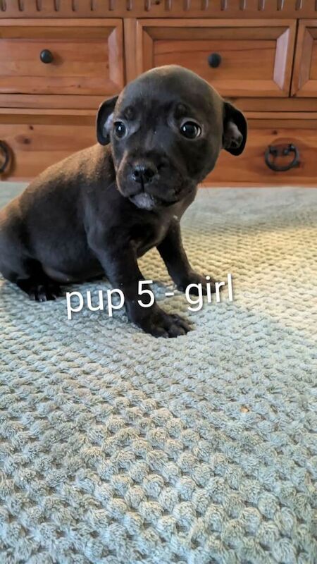 Staffordshire Bull Terrier puppies for sale in Craigavon, County Armagh – 11 weeks old - Image 5 of 6