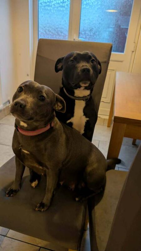 Staffordshire Bull Terrier puppies for sale in Craigavon, County Armagh – 11 weeks old - Image 6 of 6