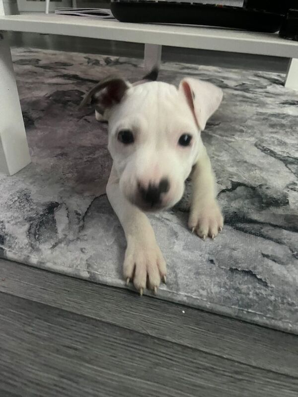 Staffordshire Bull Terrier puppies for sale in Hillington, Glasgow – 9 weeks old