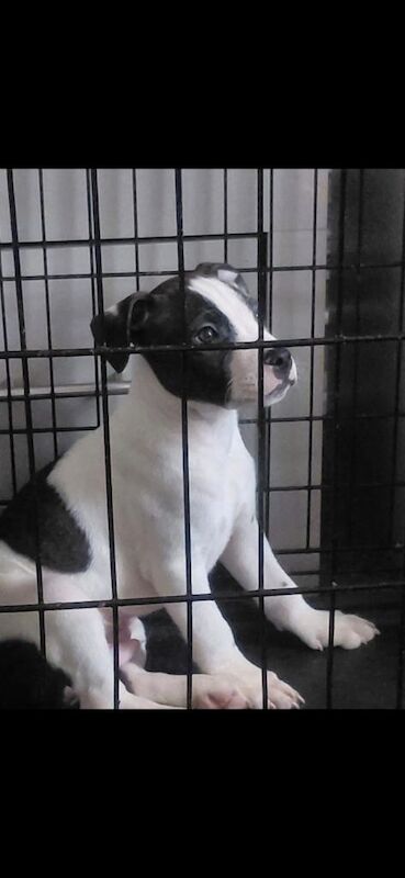 Staffordshire Bull Terrier puppies for sale in Hillington, Glasgow – 9 weeks old - Image 2 of 2