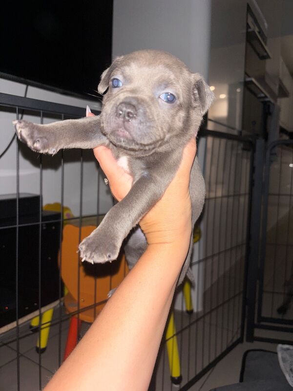 Pure Blue Staffordshire Bull Terrier Puppies - Image 2 of 4