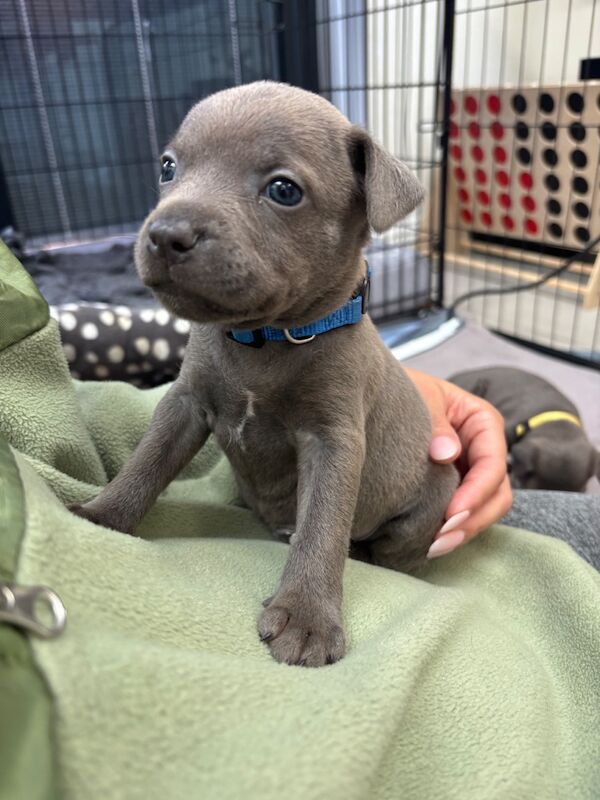 Pure Blue Staffordshire Bull Terrier Puppies - Image 3 of 4