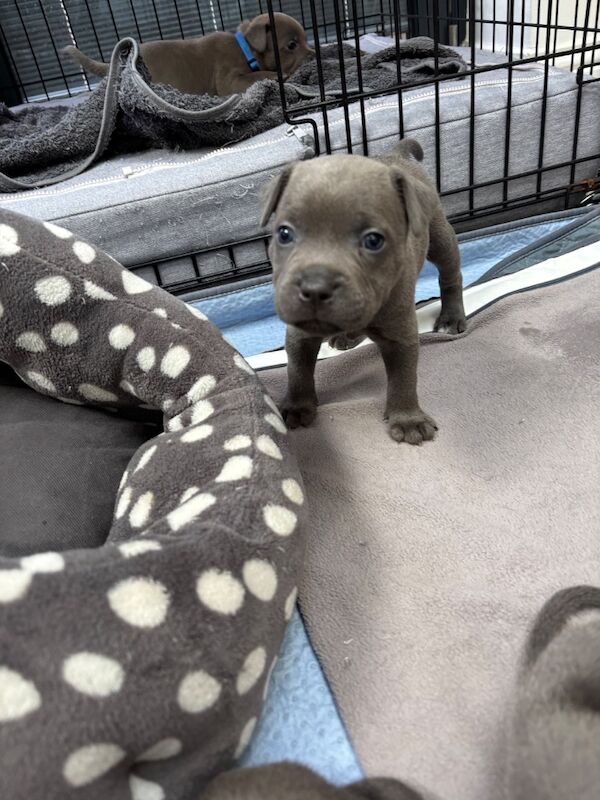 Pure Blue Staffordshire Bull Terrier Puppies - Image 4 of 4
