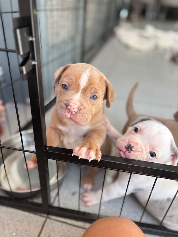 Staffordshire Bull Terrier puppies for sale in Old Cwmbran, Gwent – KC registered, 5 weeks old