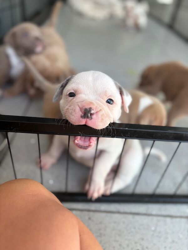 Staffordshire Bull Terrier puppies for sale in Old Cwmbran, Gwent – KC registered, 5 weeks old - Image 2 of 3
