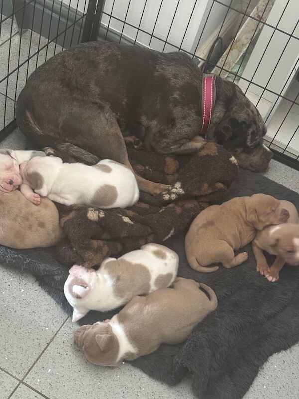 Staffordshire Bull Terrier puppies for sale in Old Cwmbran, Gwent – KC registered, 5 weeks old - Image 3 of 3