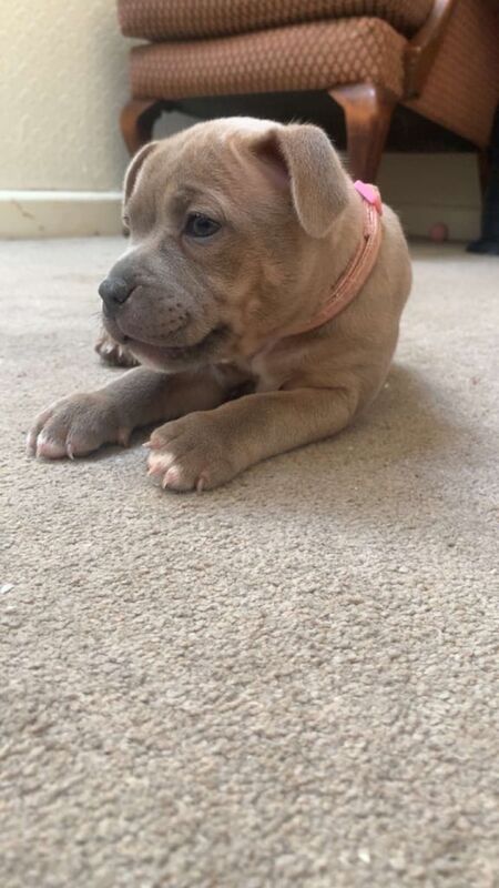 Rare colour Red/Blue staffs for sale in Bridgend, Aberdeenshire