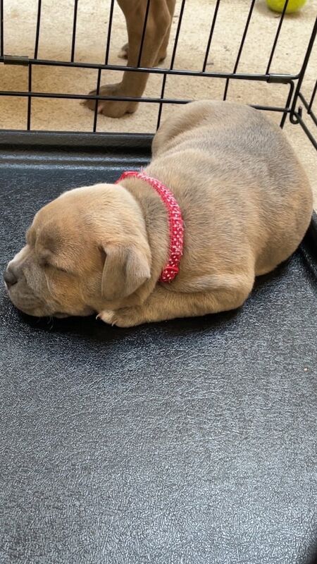Rare colour Red/Blue staffs for sale in Bridgend, Aberdeenshire | Image 3