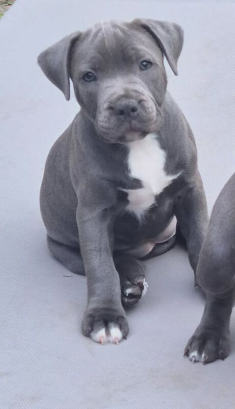 Staffordshire Bull Terrier puppies for sale in Coventry, West Midlands – KC registered, 9 weeks old