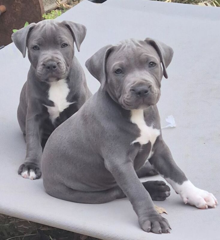 Staffordshire Bull Terrier puppies for sale in Coventry, West Midlands – KC registered, 10 weeks old - Image 2 of 3