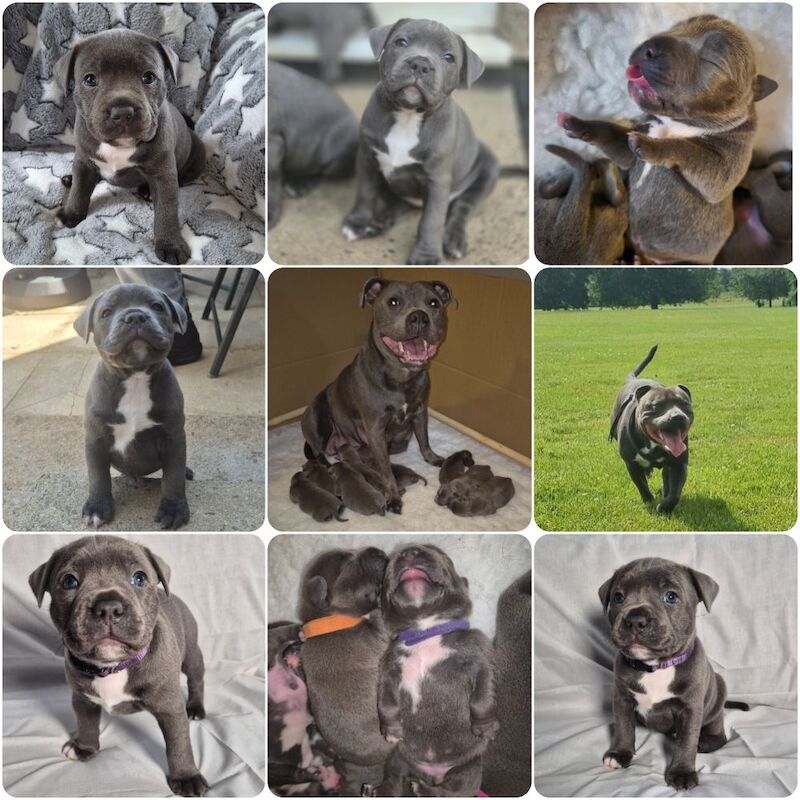 Staffordshire Bull Terrier puppies for sale in Coventry, West Midlands – KC registered, 10 weeks old - Image 3 of 3