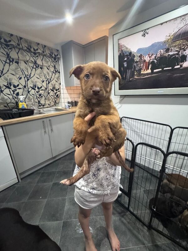 Staffordshire Bull Terrier Puppies For Sale Under £1,000