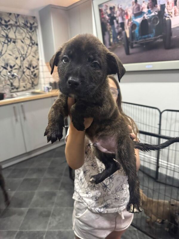 Ready to meet your new best friend - Image 2 of 4