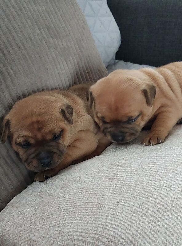 Red and White pups available for sale in Maud, Aberdeenshire