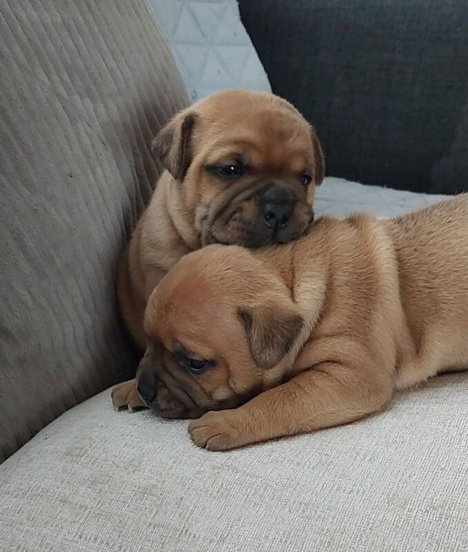 Red and White pups available for sale in Maud, Aberdeenshire - Image 2