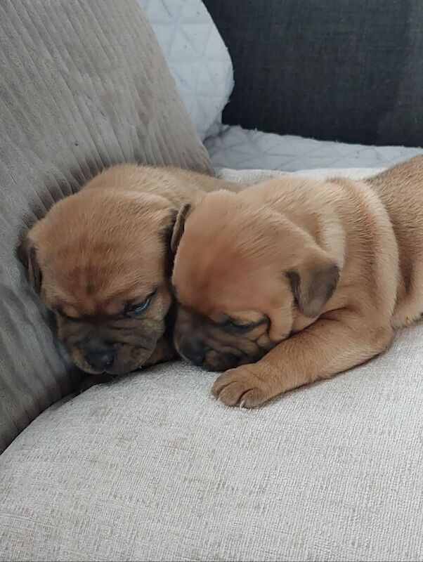 Red and White pups available for sale in Maud, Aberdeenshire - Image 3