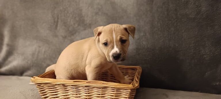 Staffordshire Bull Terrier puppies for sale in Quedgeley, Gloucestershire – 5 weeks old