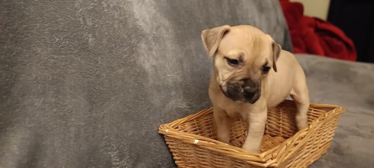Staffordshire Bull Terrier puppies for sale in Quedgeley, Gloucestershire – 8 weeks old - Image 2 of 3