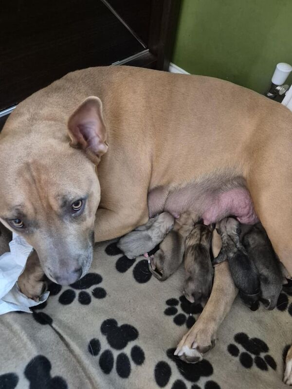 Staffordshire Bull Terrier puppies for sale in Quedgeley, Gloucestershire – 8 weeks old - Image 3 of 3