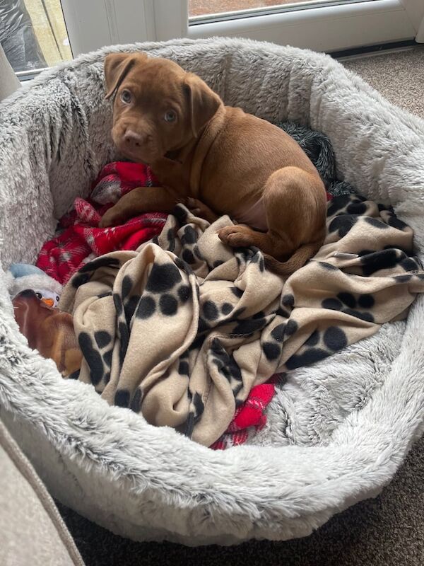 Red Staffordshire bull terrier puppy - Image 3 of 3