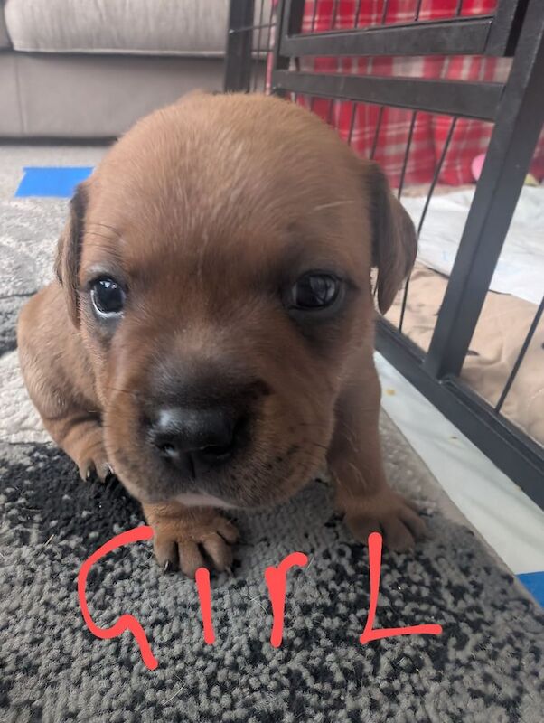 Staffordshire Bull Terrier puppies for sale in Sheffield, South Yorkshire – KC registered, 3 weeks old