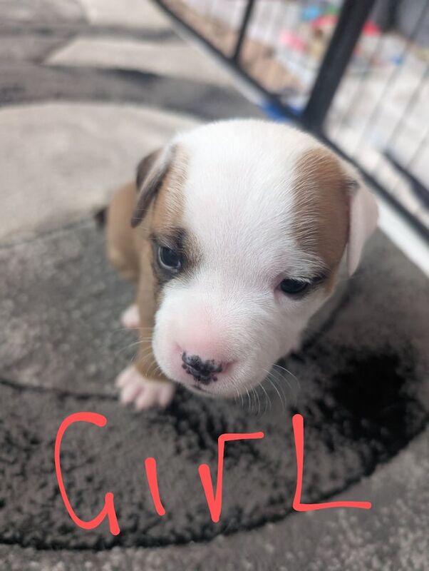 Staffordshire Bull Terrier puppies for sale in Sheffield, South Yorkshire – KC registered, 3 weeks old - Image 2 of 3