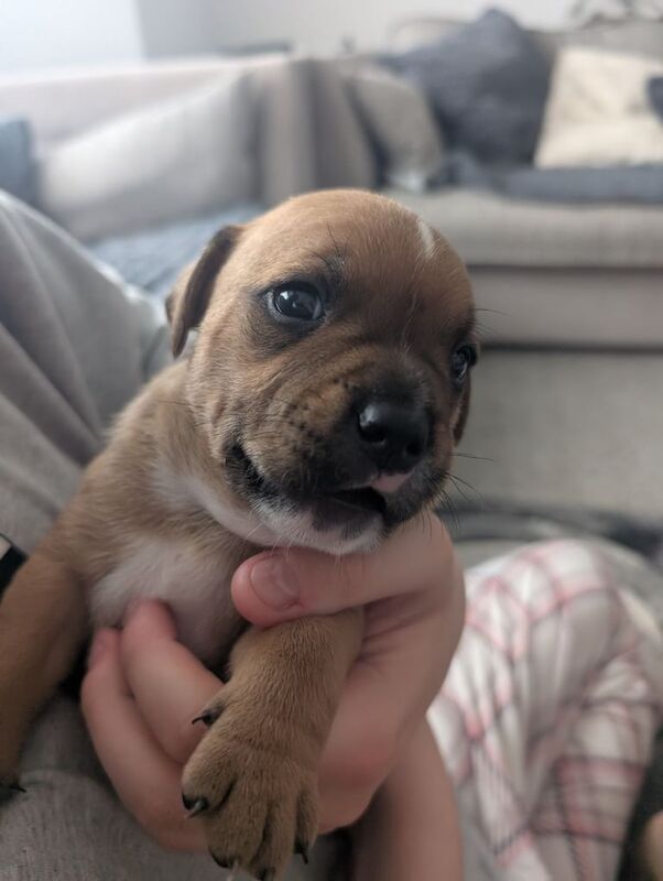 Staffordshire Bull Terrier puppies for sale in Sheffield, South Yorkshire – KC registered, 3 weeks old - Image 3 of 3