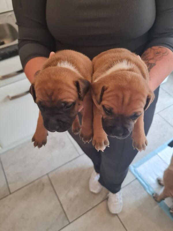 Staffordshire Bull Terrier puppies for sale in Portsmouth, Hampshire – 3 weeks old