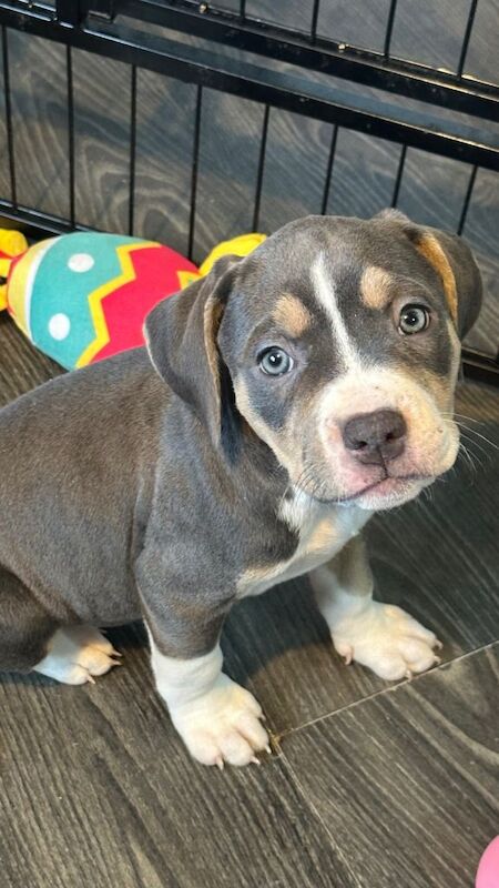 Blue Staffordshire Bull Terrier Puppies For Sale