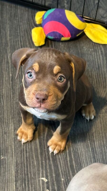 *REDUCED PRICE* 9 Week Old Adorable Staffy Cross Puppies Looking for Loving Homes - Image 2 of 3
