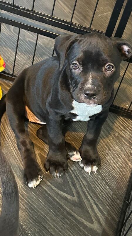 *REDUCED PRICE* 9 Week Old Adorable Staffy Cross Puppies Looking for Loving Homes - Image 3 of 3