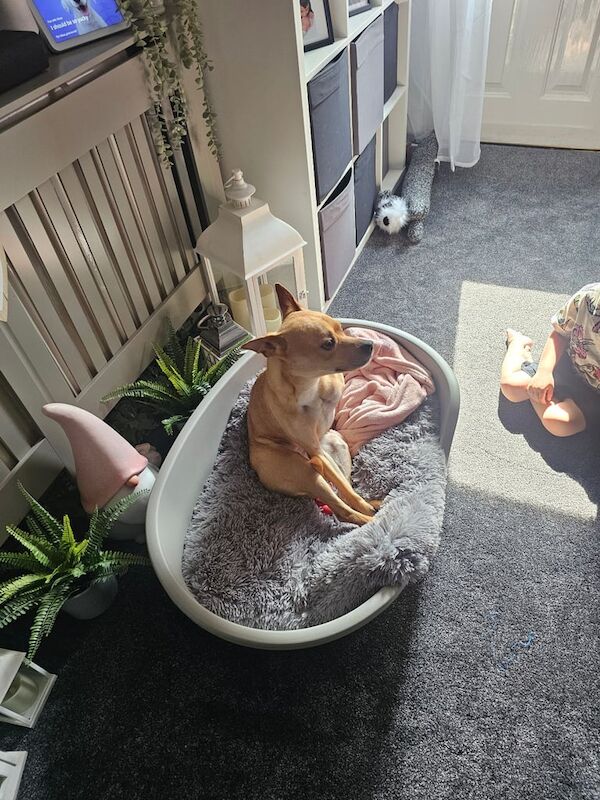 Rehome for sale in Smith's End, Hertfordshire | Image 3