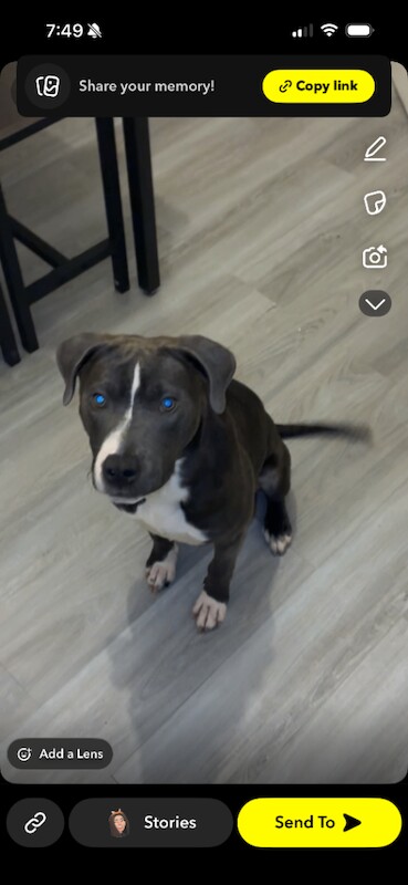 Staffordshire Bull Terrier puppies for sale in Stoke-on-Trent, Staffordshire – 7 months old