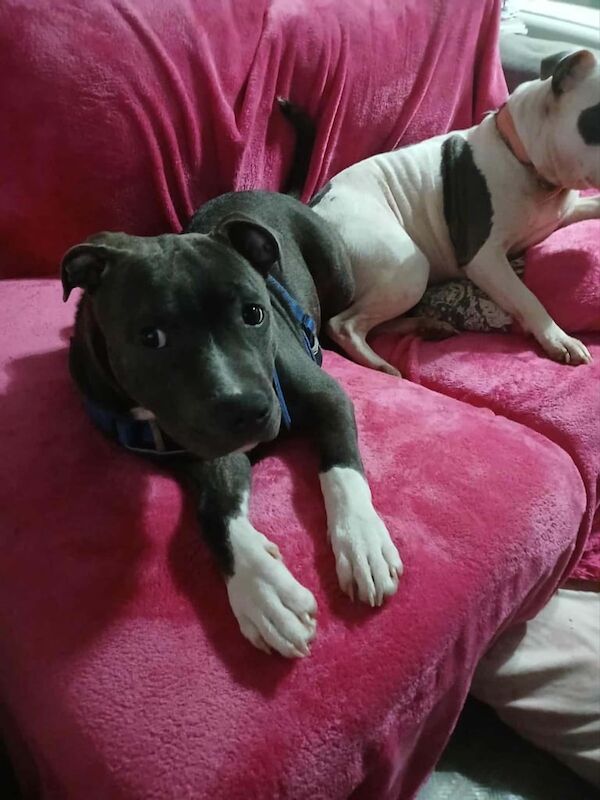 Staffordshire Bull Terrier puppies for sale in Paisley, Renfrewshire – 4 months old - Image 3 of 6