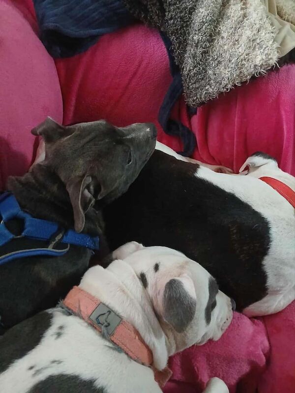 Staffordshire Bull Terrier puppies for sale in Paisley, Renfrewshire – 4 months old - Image 4 of 6