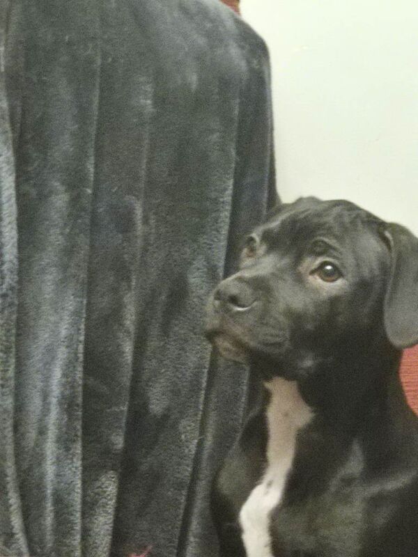 Staffordshire Bull Terrier puppies for sale in Shildon, County Durham – 4 months old