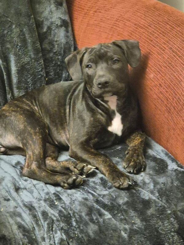 Roodi and Blacky, two lovely female Staffies - Image 2 of 2