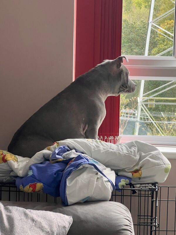 Staffordshire Bull Terrier for adoption in Plymouth, Devon – KC registered, 4 years old