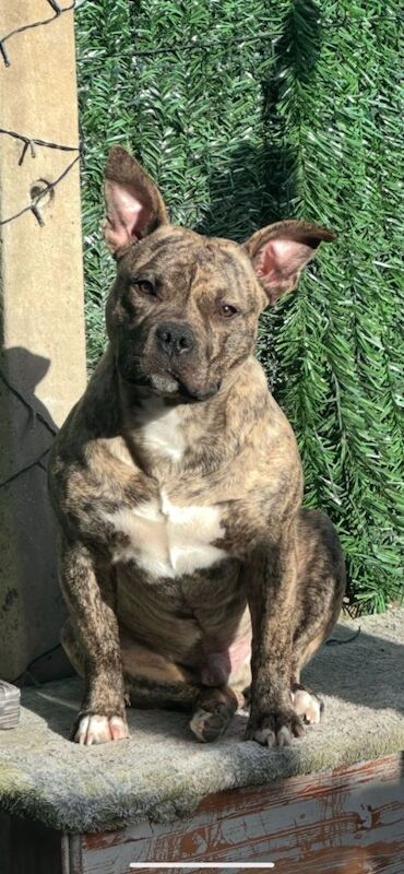 Rufus the pocket bully