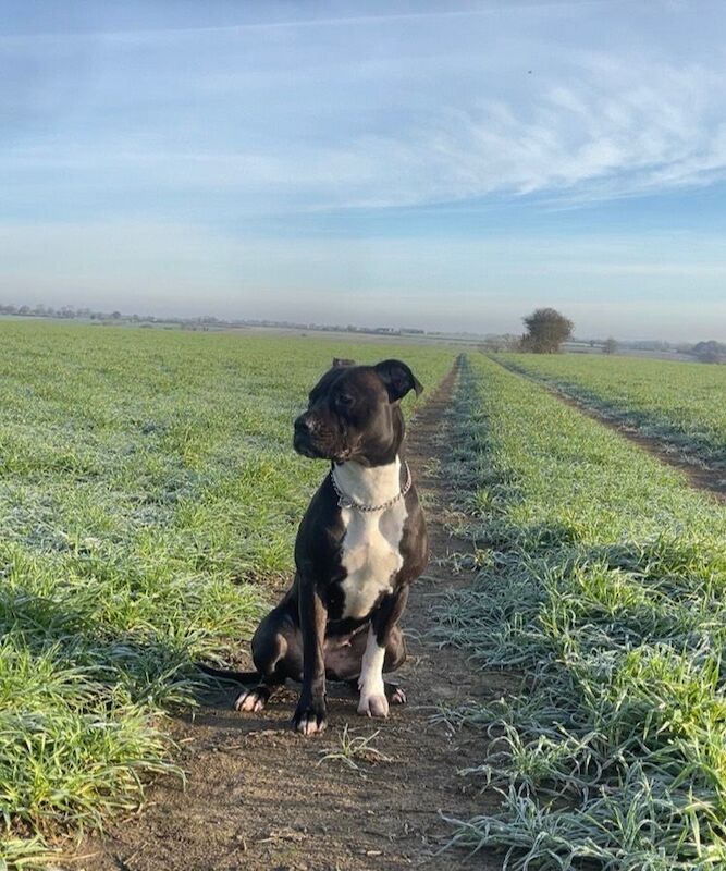 Sbt puppies now 9 week