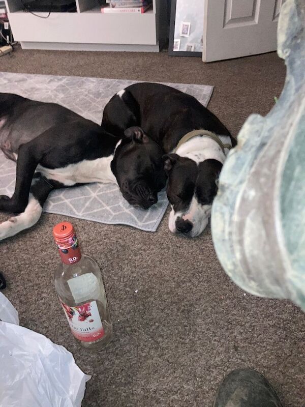 Sbt puppies now 9 week - Image 2 of 4