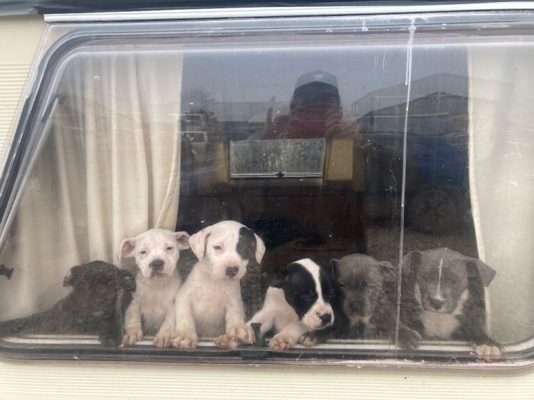 Sbt puppies now 9 week - Image 3 of 4