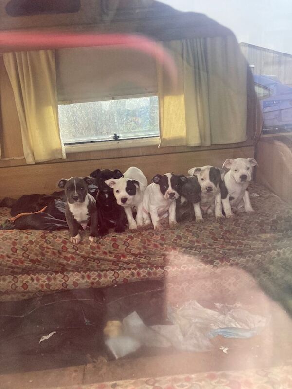 Sbt puppies now 9 week - Image 4 of 4